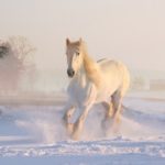 運命,情熱,生命力などを意味する「馬」の夢占い17診断