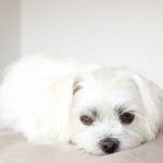 特別な存在の人,恋愛運を意味する「白い犬」の夢占い10診断